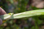 Awlfruit sedge